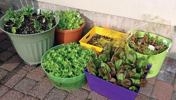 Organic Farming at Home: How to Grow Vegetables in Pots