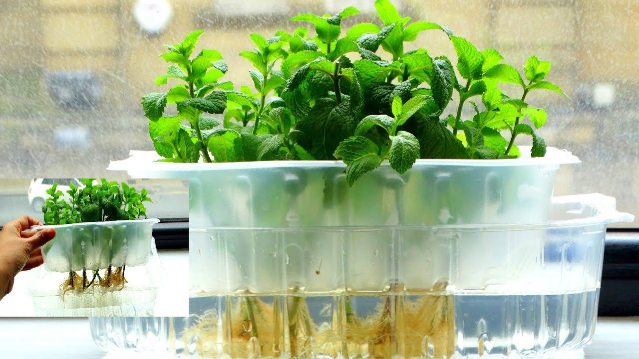 Hydroponic Herbs at Home: How to Grow Mint and Coriander in Water